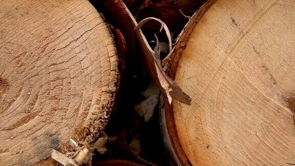 新砍伐的桦树树干上的年轮横截面