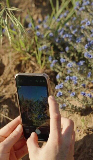 一位女士用手机拍了一些蓝色小花的照片垂直视频