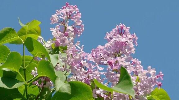 在阳光明媚的日子里丁香花映衬着蓝天