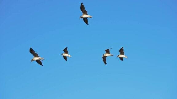 一群海鸥飞过大海
