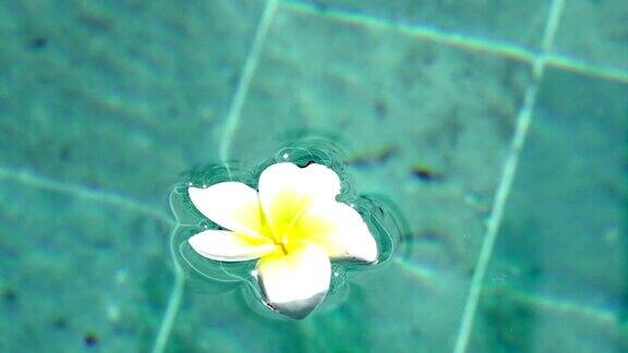 花白鸡蛋花漂浮在热带度假胜地的池水中