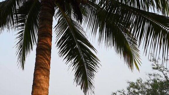 温暖的南方的一个阳光明媚的日子阳光穿过棕榈树的叶子镜头光晕效果