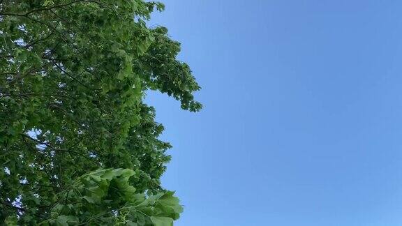 一棵大树在春天的风中摇曳与蓝天形成了鲜明的对比
