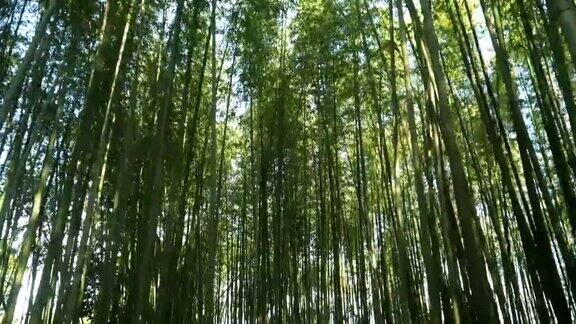 漫步在日本京都的岚山竹林