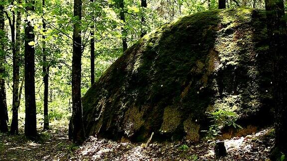 森林中的石头