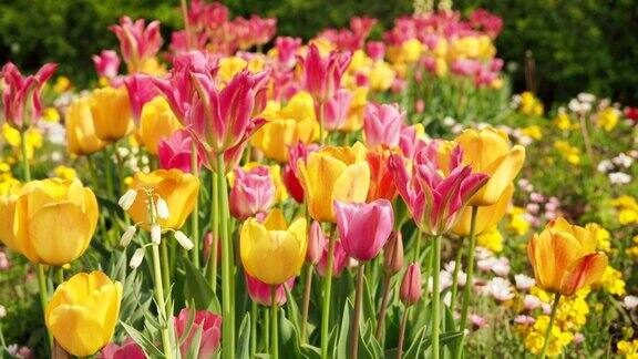 五颜六色的郁金香不同颜色的郁金香花圃的郁金香