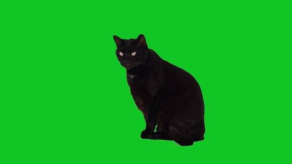 可爱的黑猫坐在色度键绿色屏幕上