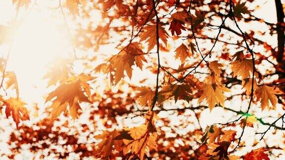 阳光透过微风吹过的落叶