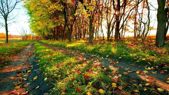 秋天满是落叶的小道