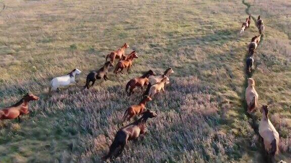 野马跑背景山的大草原上奔跑的马群日落