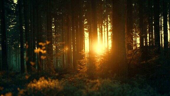寂静的森林在春天明媚的阳光照耀下