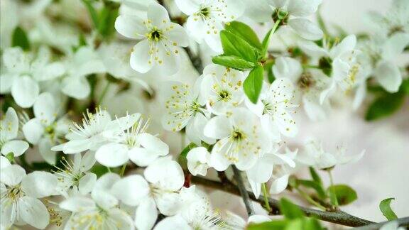 白色背景上的春天樱花