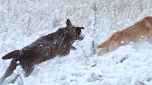 狗狗们在雪地上用慢动作追赶