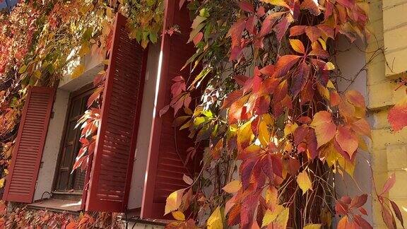 老城区百叶窗上爬满长春藤的秋天红黄色叶子