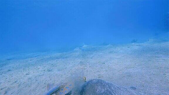 红海的蓝斑带尾鳐-马萨阿拉姆红海