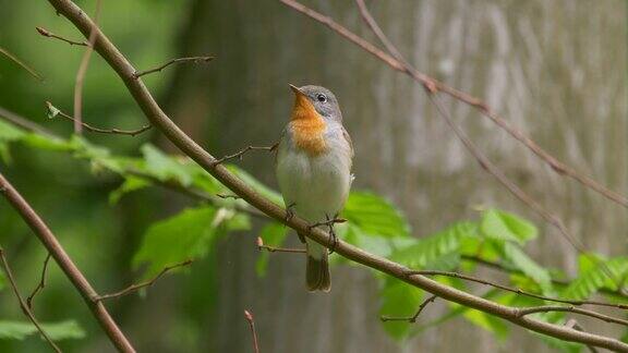 可爱的红胸捕蝇鸟栖息在树枝上唱歌