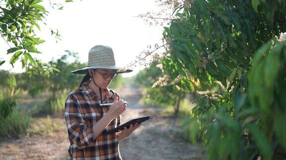 在亚洲农业农村年轻聪明的农民妇女正在芒果果园里核对数据园丁在自然农田里用平板技术记录研究