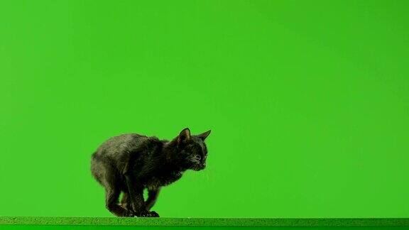 黑猫在绿色屏幕上跳用红色巨龙电影摄影机慢动作拍摄