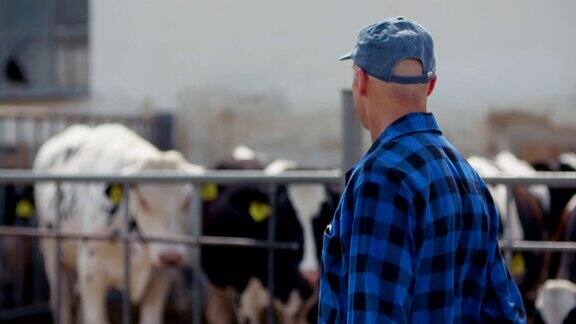 智能农场牧工在使用平板记录奶牛进食