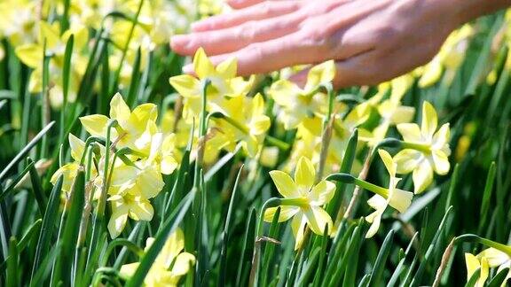 黄色的水仙花被女人的手抚摸着
