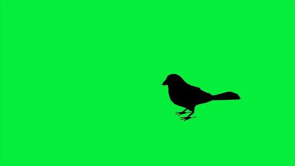 4k动画的鸟麻雀是飞行剪影-分离在绿色屏幕上