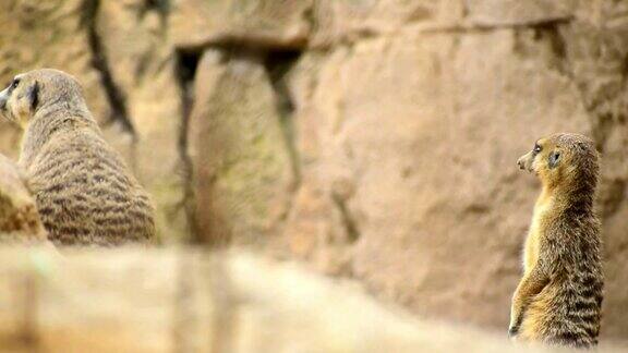猫鼬(Suricatasuricatta)站在岩石上守望