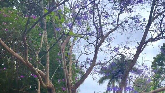 紫色蓝花楹树的花瓣落在地上
