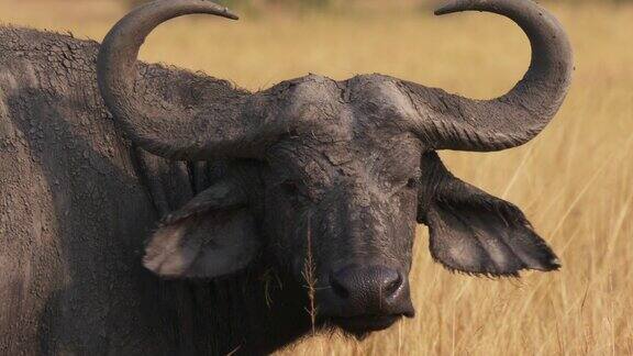 乌干达伊丽莎白女王国家公园的水牛