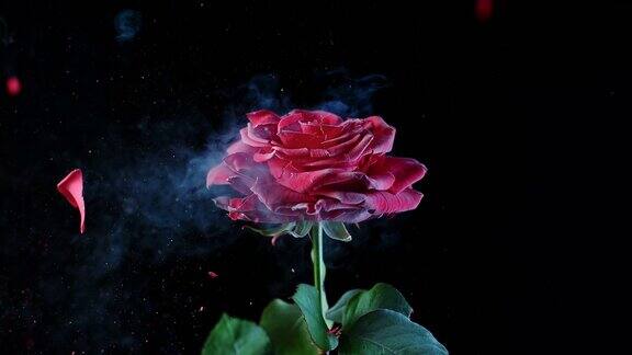 SLOMOLD冰冻红玫瑰被粉碎
