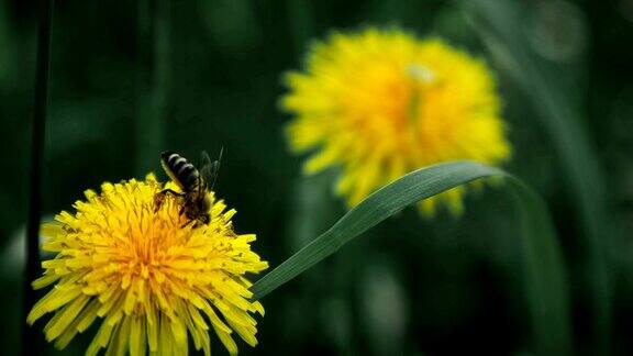 大黄蜂在夏季香草花园里的黄花中采集花蜜