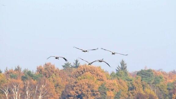在迁徙过程中飞走的普通鹤或欧亚鹤慢动作视频