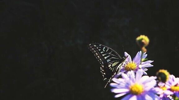 一只美丽的燕尾蝶正坐在飞天花上
