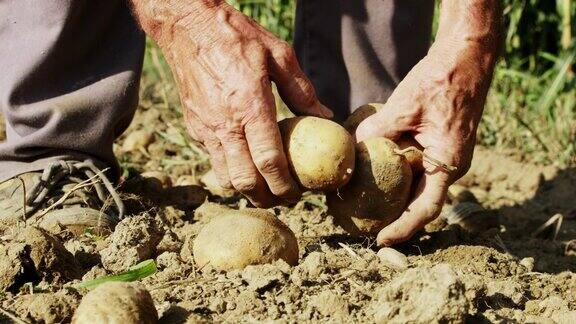 近距离拍摄农民收割在阳光明媚的田野里捡土豆慢镜头