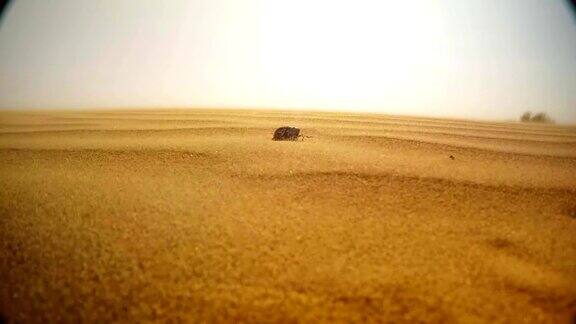 在沙漠的沙尘暴中死去的金龟子