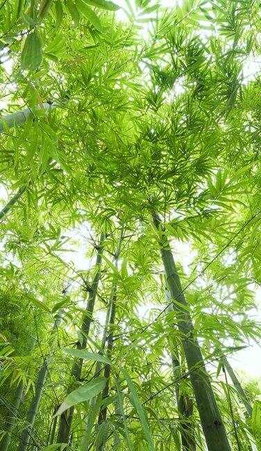 4K垂直竹叶与镜头光晕和风