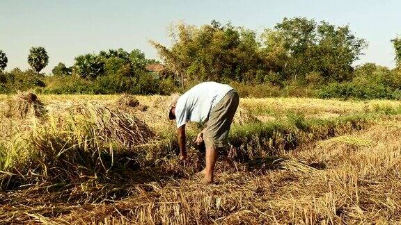 农民收割水稻特写