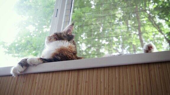 漂亮的小缅因猫躺在窗台上