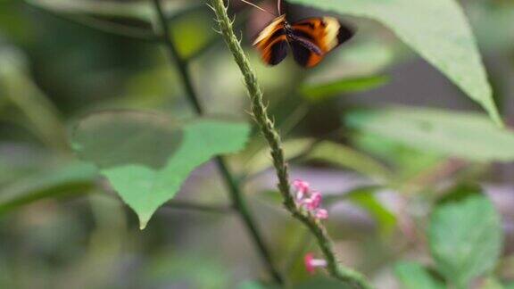丛林蝴蝶飞向左边
