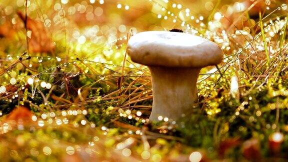 阳光明媚的森林里的蘑菇牛肝菌