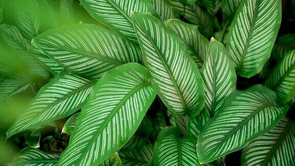 明亮多汁的热带植物在丛林中选择性聚焦天然有机背景不寻常植物叶片宁静放松的野生天堂雨林抽象新鲜的叶子纹理散焦