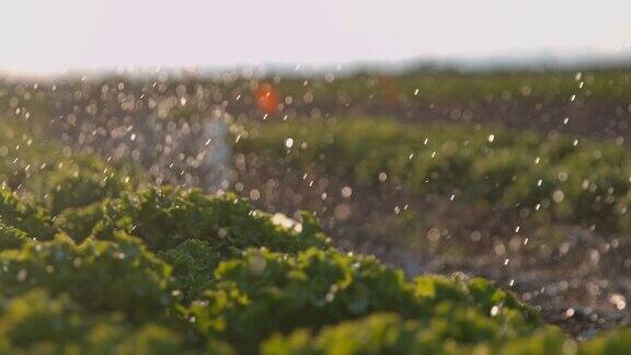 超级慢莫灌溉生菜生长在土地上