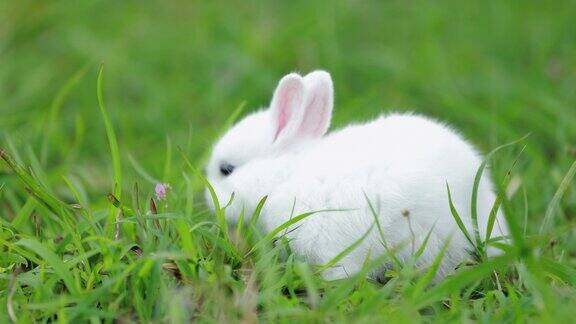 小兔子吃着新鲜的草在草地上玩耍