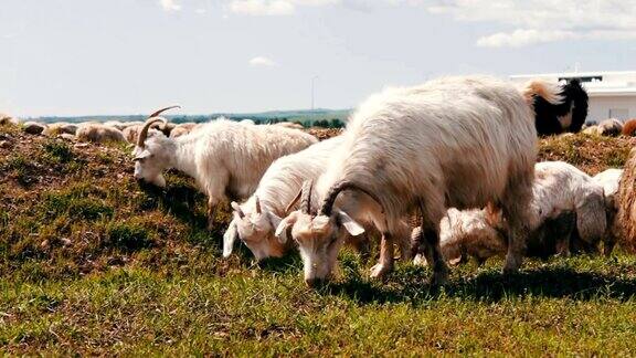 在田野上吃草的一群绵羊