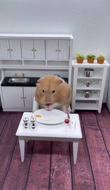 可爱的叙利亚仓鼠在吃晚餐