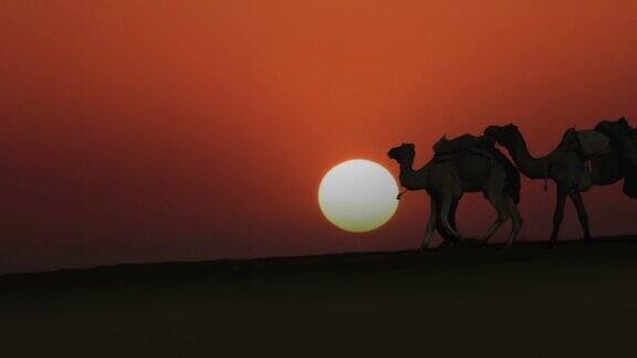 在沙漠中带领骆驼商队的骆驼夕阳下的剪影