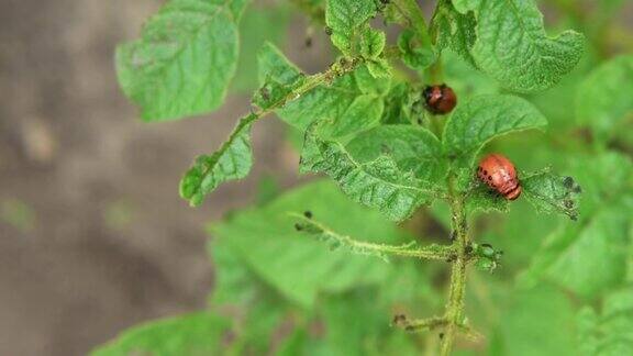 科罗拉多马铃薯甲虫幼虫在花园里吃马铃薯叶子害虫和寄生虫破坏农业作物