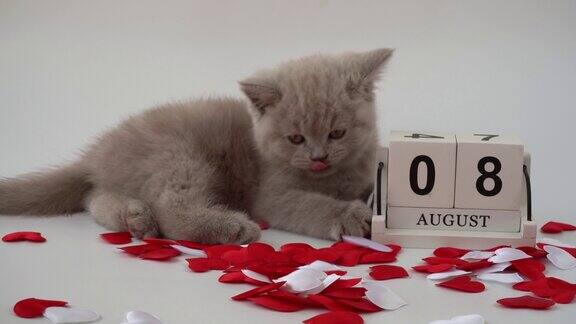 英国短毛猫猫科动物猫烟雾缭绕的颜色可爱的小猫正坐在日历旁边有选择性的重点8月8日世界猫日