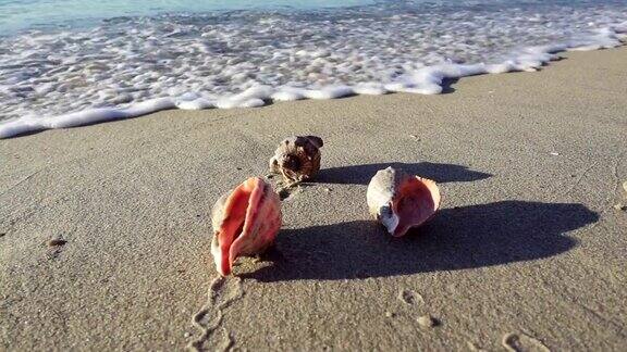 被海浪冲刷的白色沙滩上美丽的贝壳近距离看