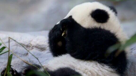 可爱的熊猫宝宝