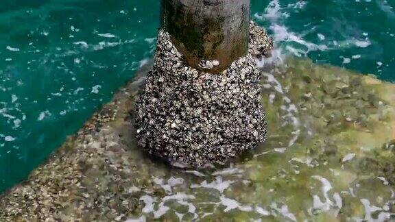 牡蛎在海